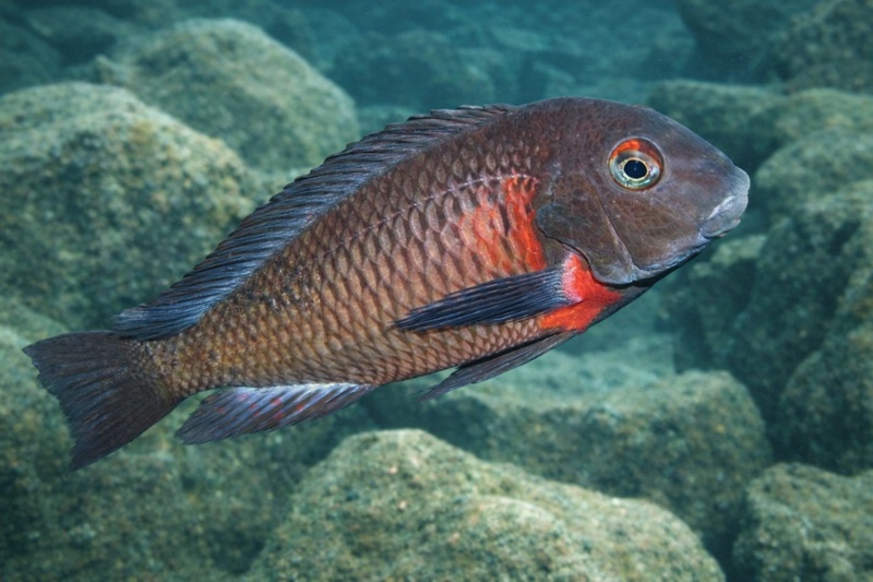 Tropheus sp. 'red' Lupota